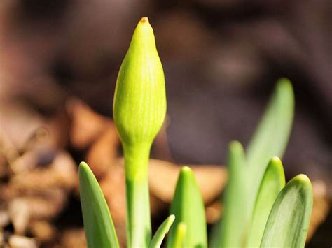 水仙 花|水仙(スイセン)の育て方｜球根の植え方、植え付け・植え替えの 